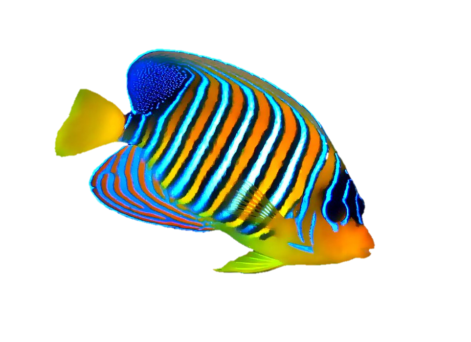 Fish Icon png download - 512*512 - Free Transparent Soulseek png