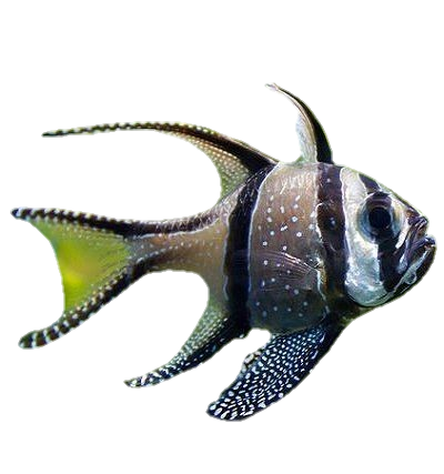 fish-png-from-pngfre-22-1