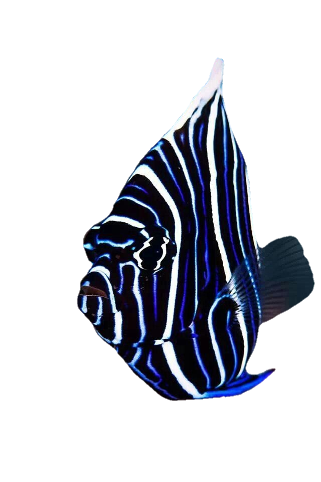 fish-png-from-pngfre-23