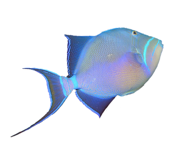 fish-png-from-pngfre-24