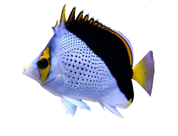 fish-png-from-pngfre-26