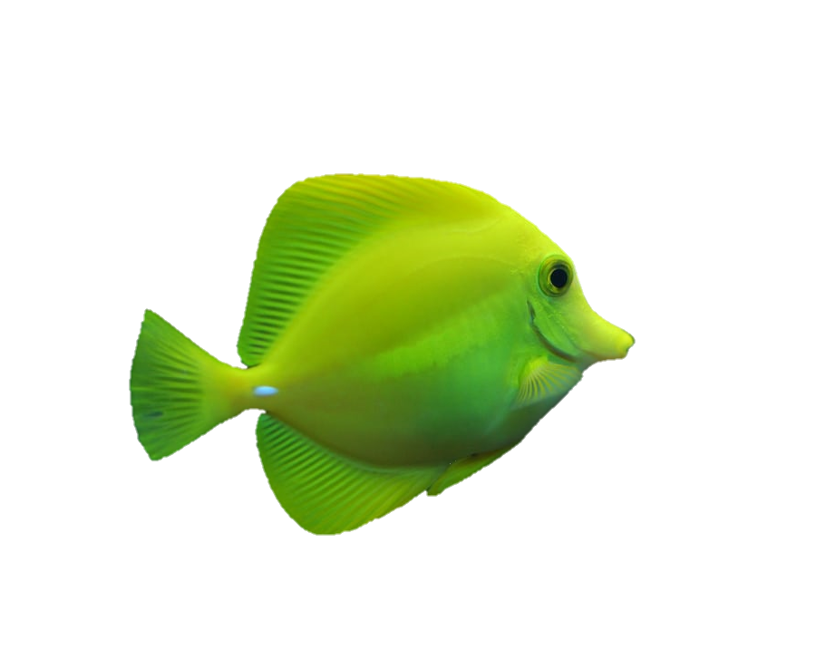 fish-png-from-pngfre-29
