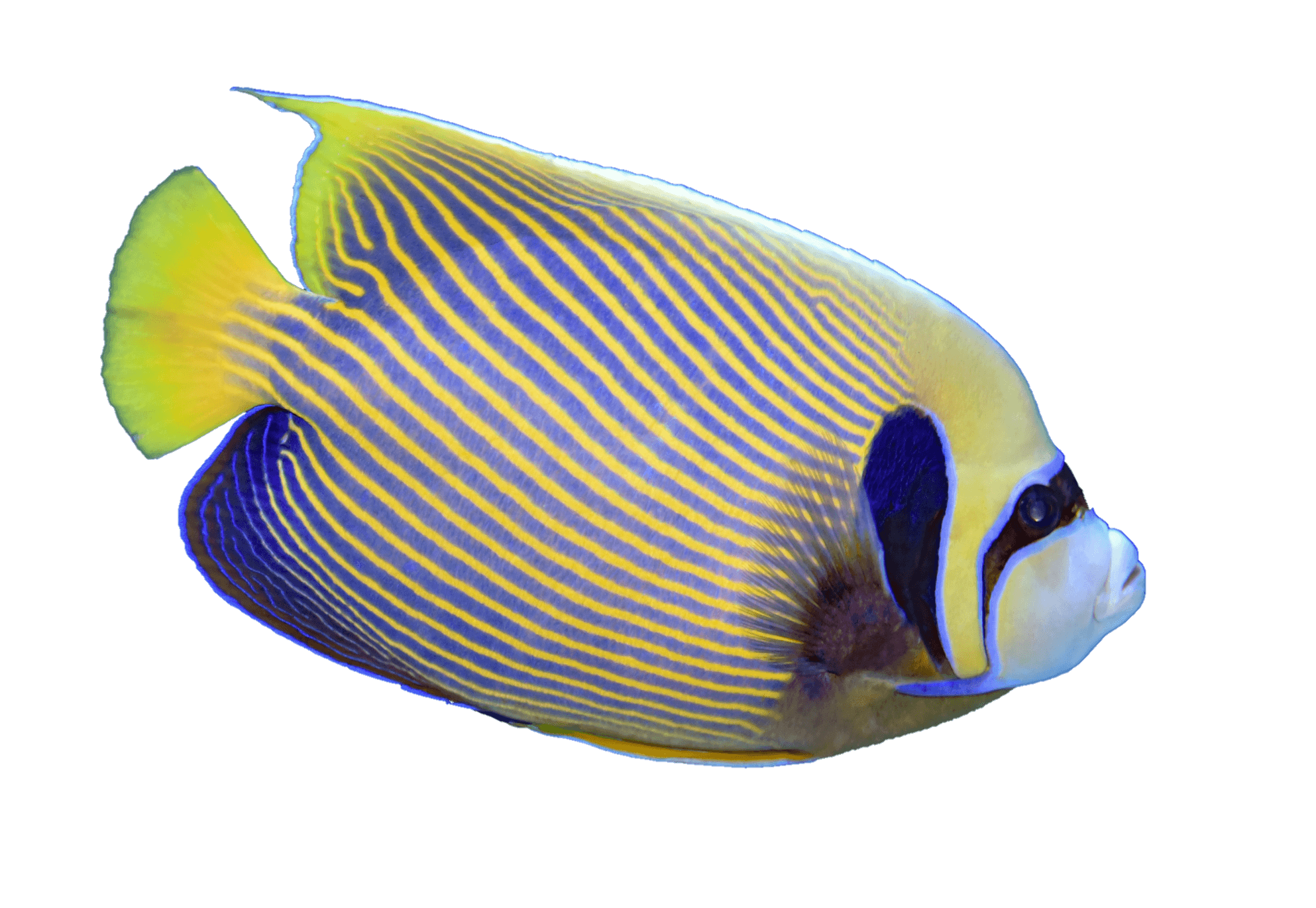 fish-png-from-pngfre-3-1