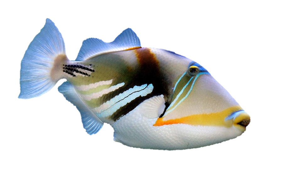 Ocean Fish Png