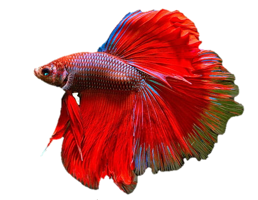 Red Fish Png Picsart 
