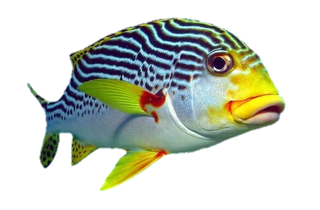fish-png-from-pngfre-34