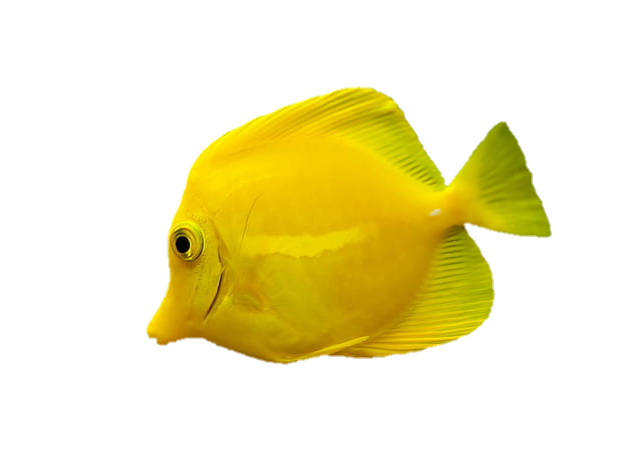 fish-png-from-pngfre-35-1
