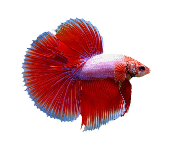 Red Fish Png