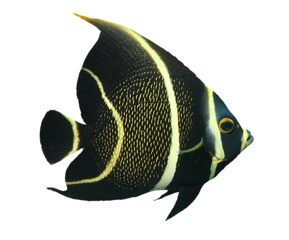 fish-png-from-pngfre-37