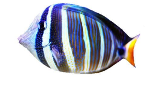 fish-png-from-pngfre-39