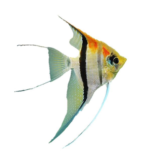 fish-png-from-pngfre-40