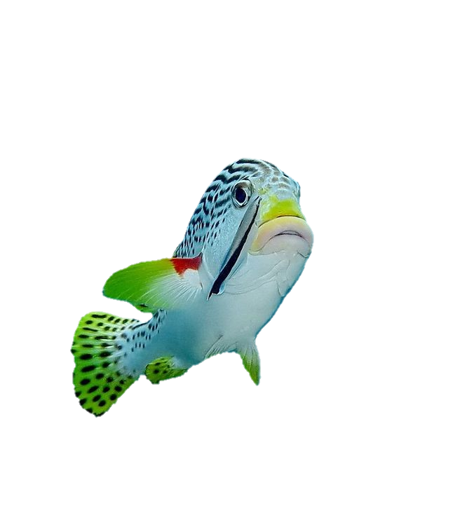 Transparent Fish Png