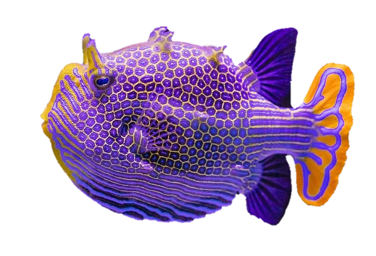Underwater Fish Png Image