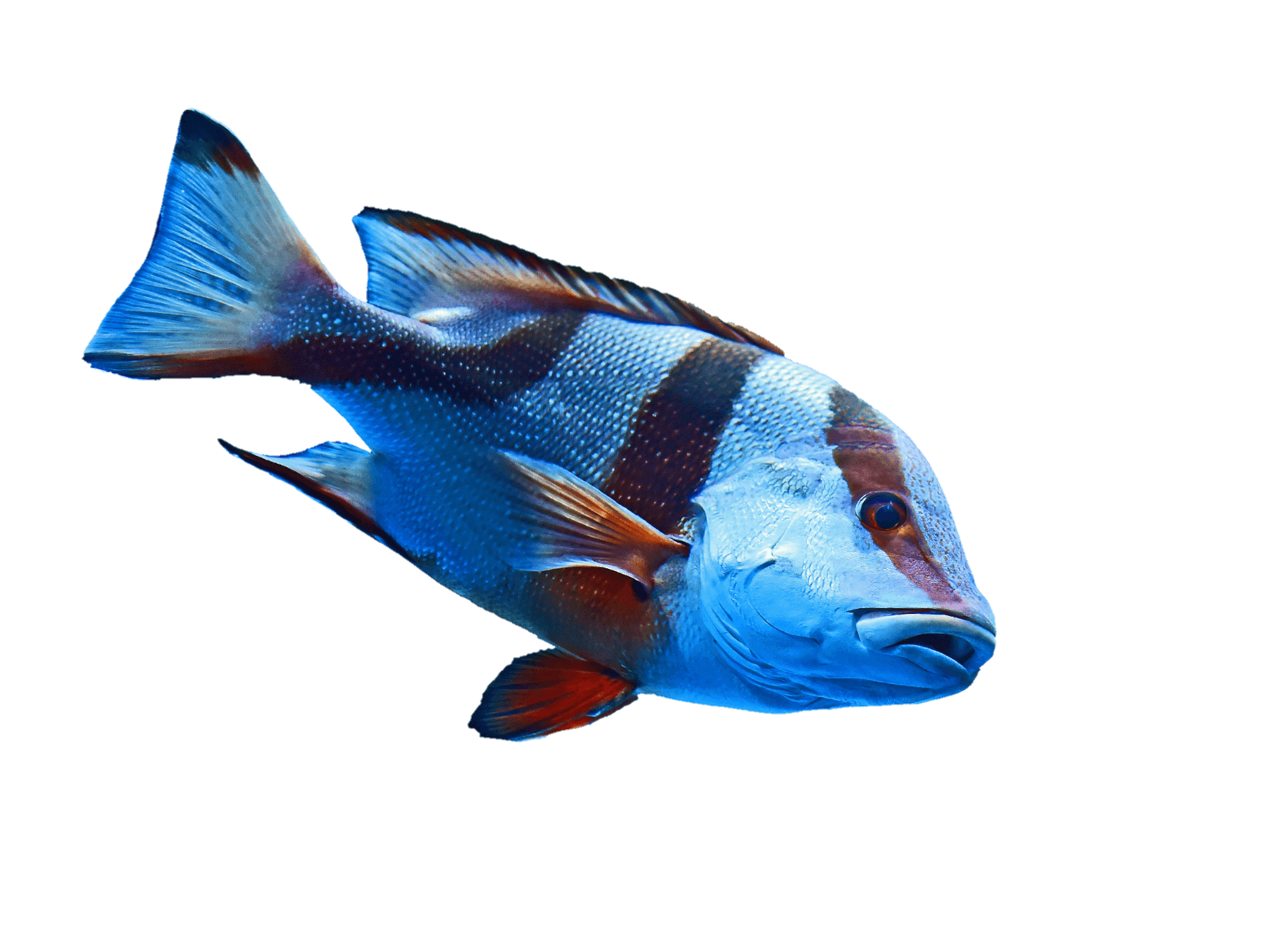 fish-png-from-pngfre-5