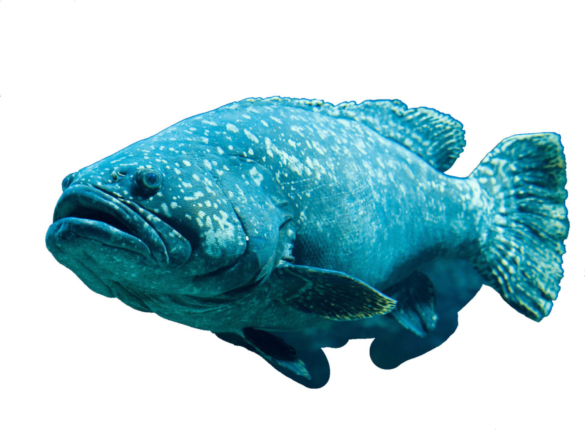 fish-png-from-pngfre-6