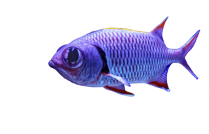 Transparent Fish Png