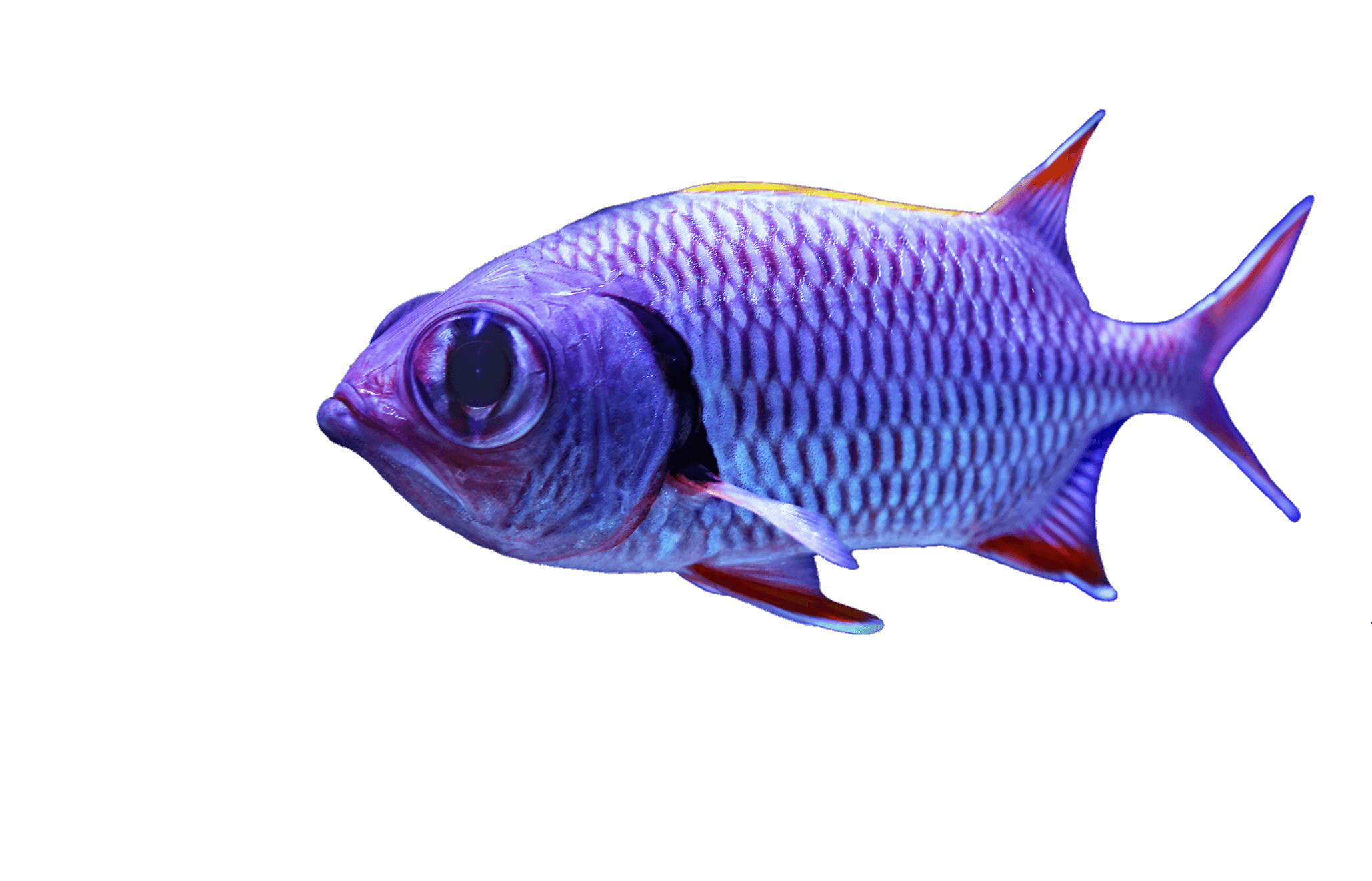 fish-png-from-pngfre-7