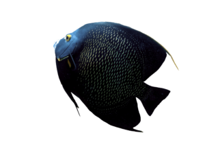 Ocean Black Fish Png