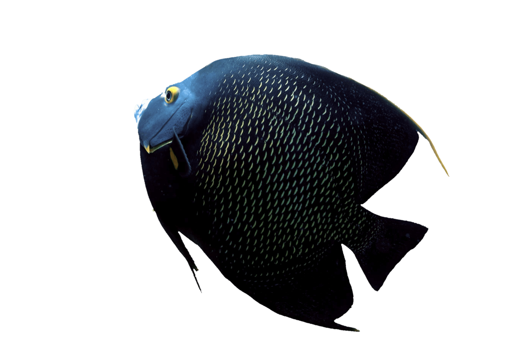 fish-png-from-pngfre-8