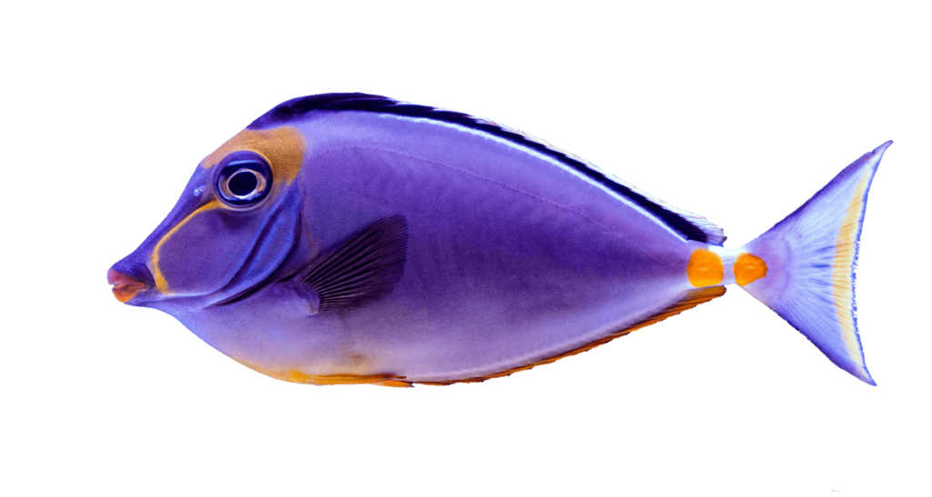 transparent fish png