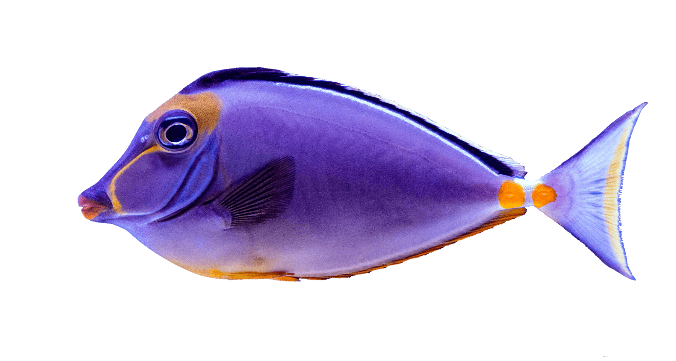 fish-png-from-pngfre-9
