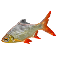 Fish PNG Image