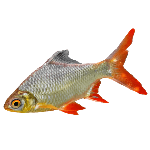 fish-poster