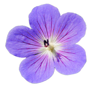 Violet Flower PNG