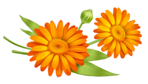 Daisy Flower vector PNG