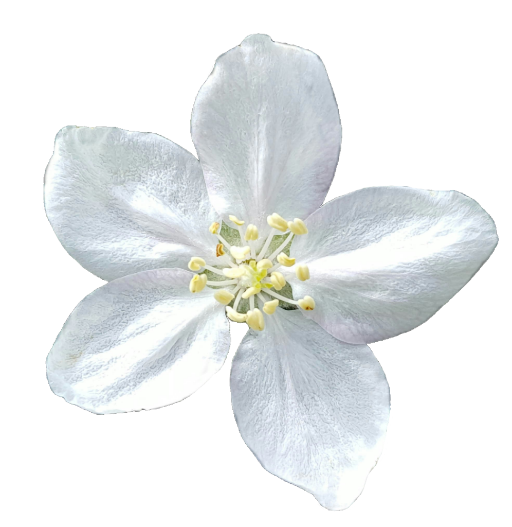 White Flower PNG