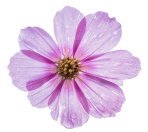 Transparent Flower PNG