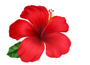 Hibiscus Flower clipart PNG