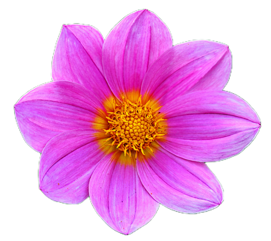 Pink Flower PNG Image