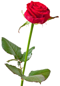 Red Rose Flower PNG