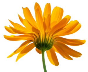 Yellow Flower PNG