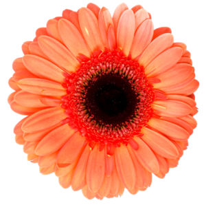 Transparent Flower PNG Image