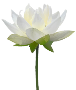 White Lotus Flower PNG