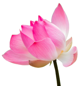 Transparent Lotus Flower PNG