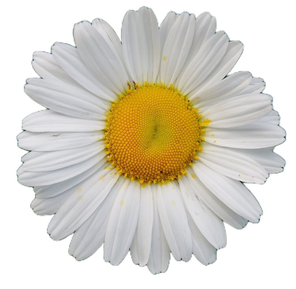 White Daisy Flower PNG