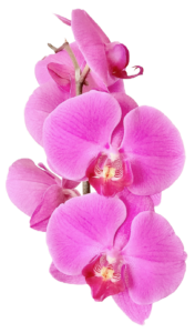 Pink Flower PNG Image with Transparent Background