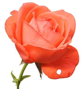 Rose Flower PNG