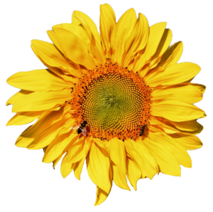 Yellow Sunflower Flower PNG