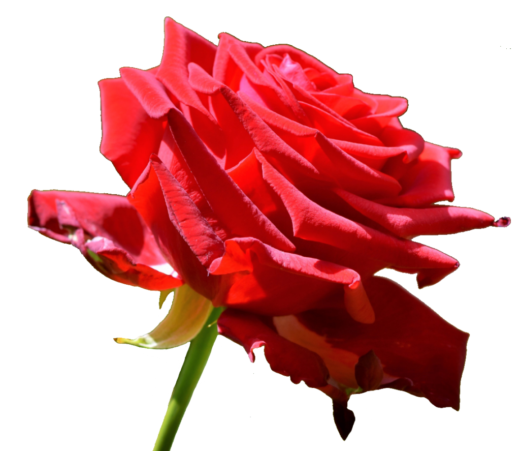 Rose Flower PNG