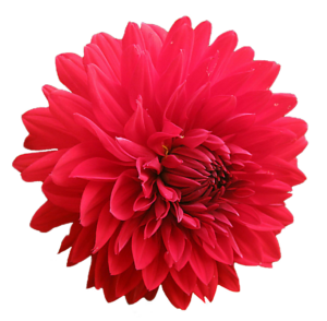 Red Flower PNG