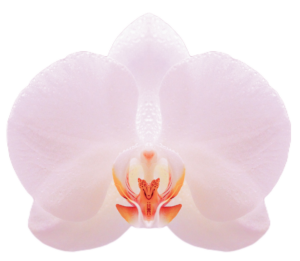 White Flower PNG