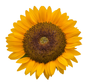 Yellow Sunflower Flower PNG