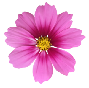 Pink Flower PNG 