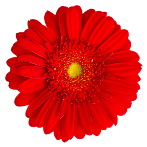 Red Flower PNG