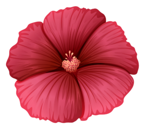 Hibiscus Flower clipart PNG