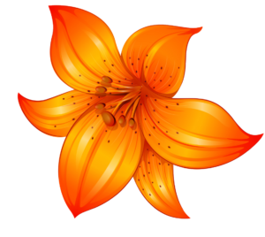 Red, Orange Flower clipart PNG